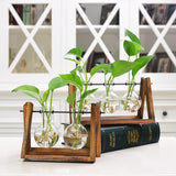 Plant terrarium with wooden stand