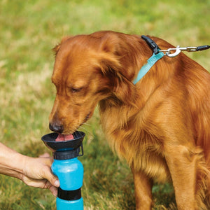 Outdoor Dog Water Dispenser